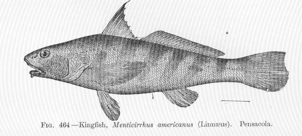 Whiting (Southern Kingfish) (Menticirrhus americanus)