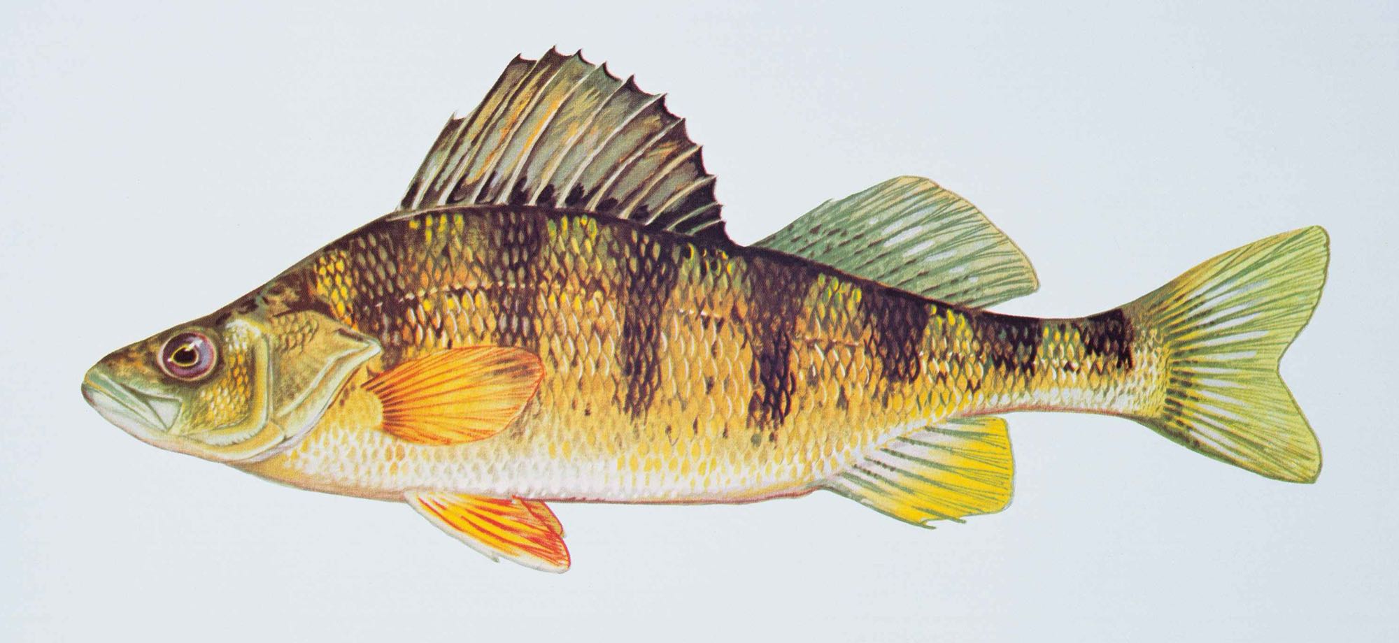 Yellow Perch (Perca flavescens)