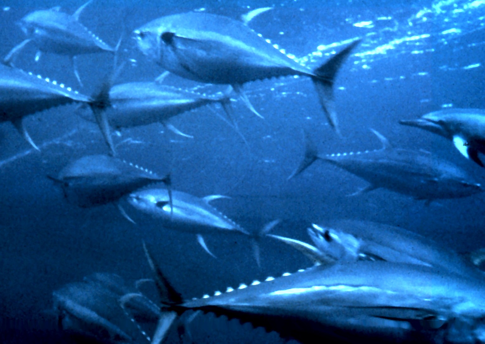 Yellowfin Tuna (Thunnus albacares)